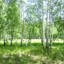 Березовая роща 07291