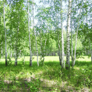 Березовая роща 07291