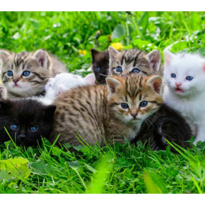 Котята 5638