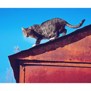Котята 5609