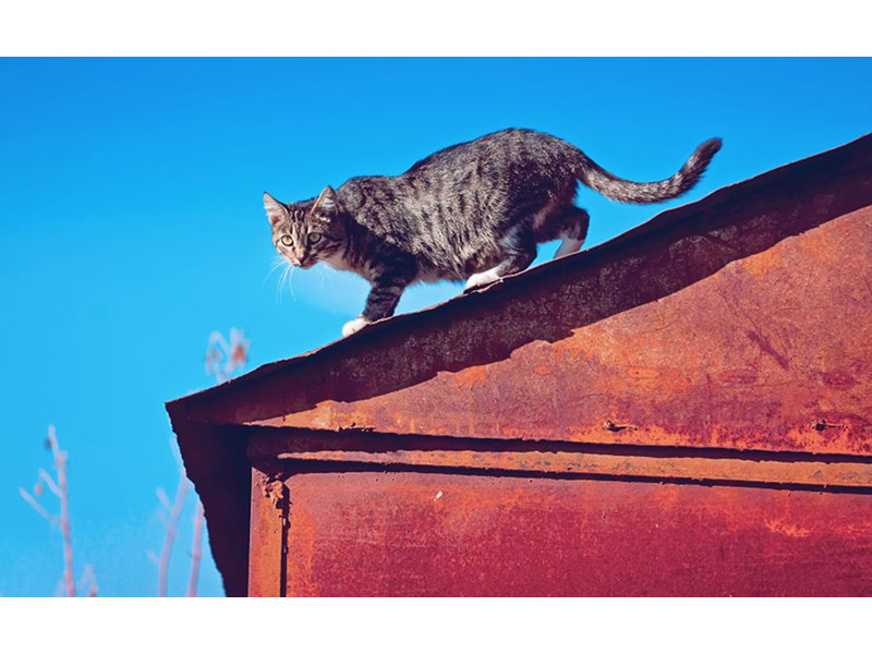 Котята 5609