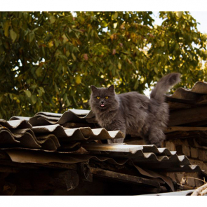 Котята 5620