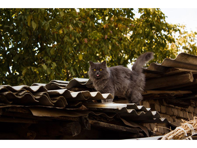 Котята 5620