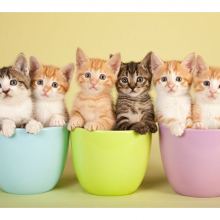 Котята 5591