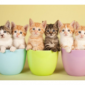 Котята 5591