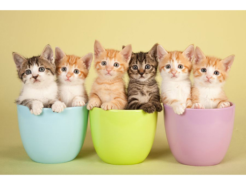 Котята 5591