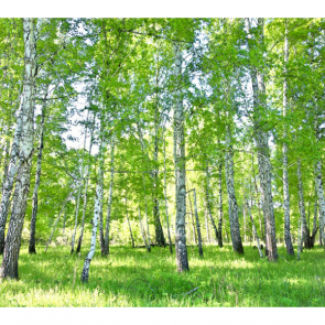 Березовая роща 07709