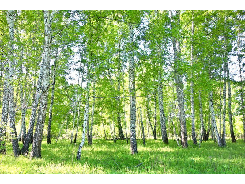 Березовая роща 07709 3541