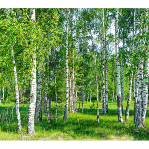 Березовая роща 07428