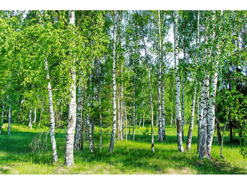 Березовая роща 07428 3539