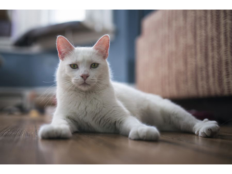 Котята 5596