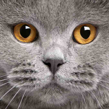 Котята 5637