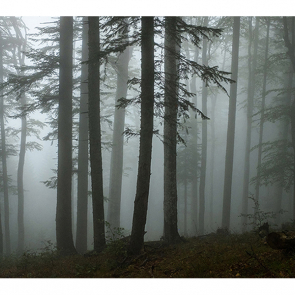 Лес в тумане