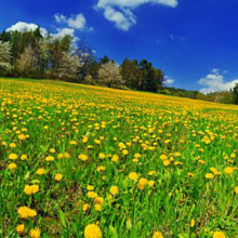Панорама 08278