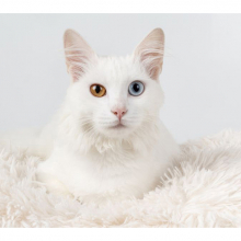 Котята 5598