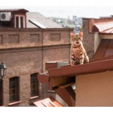 Котята 5619
