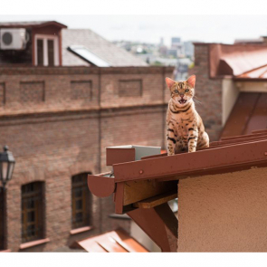 Котята 5619