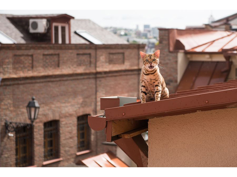 Котята 5619