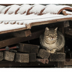 Котята 5617