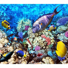 Красное море