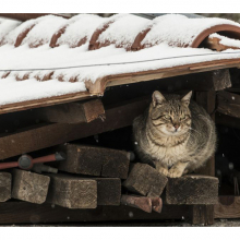 Котята 5617