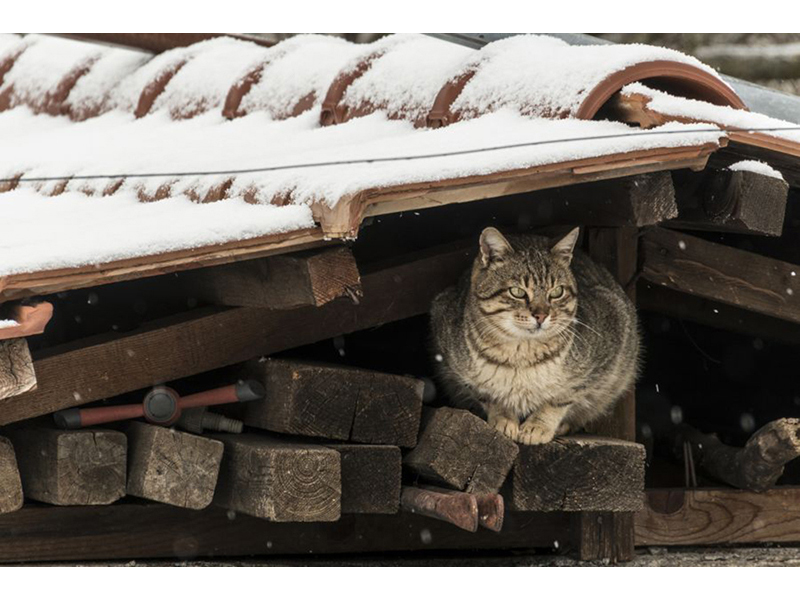 Котята 5617