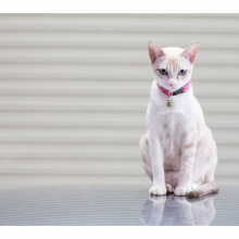 Котята 5613
