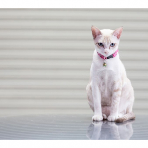 Котята 5613
