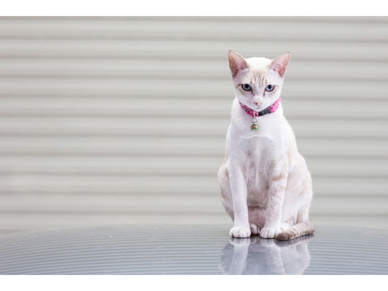Котята 5613