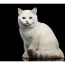 Котята 5600