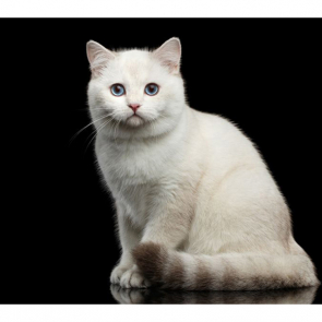 Котята 5600