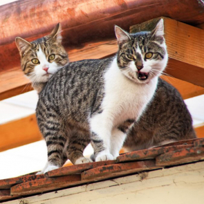 Котята 5612
