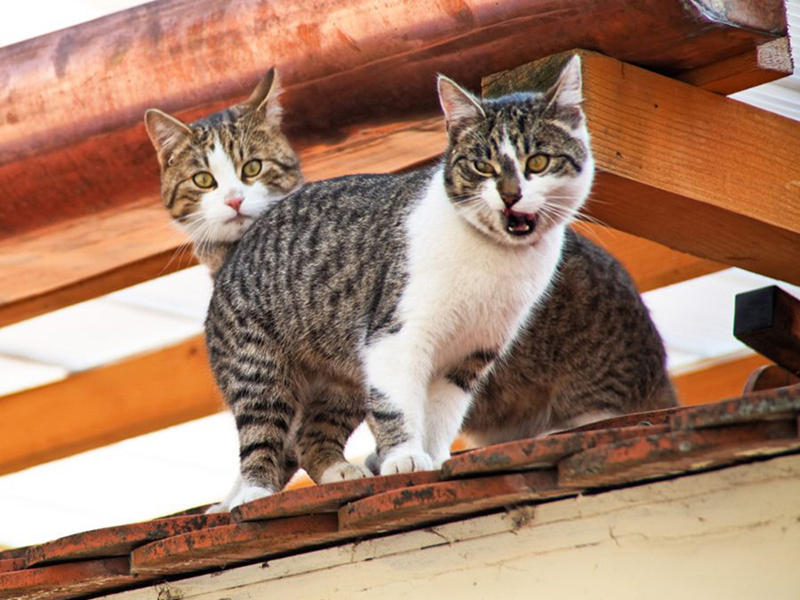 Котята 5612