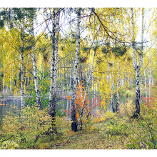 Березы осенью