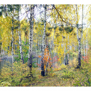 Березы осенью