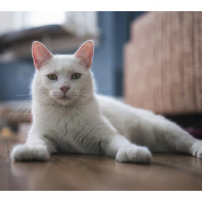 Котята 5596