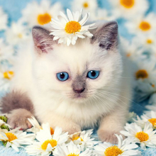 Котята 5594