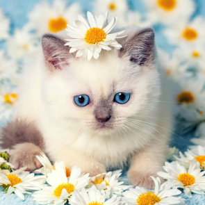 Котята 5594