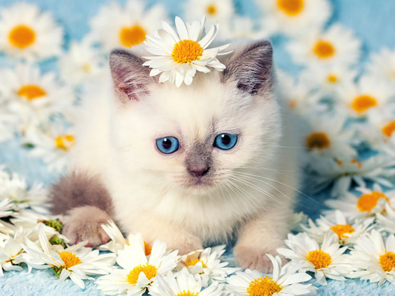 Котята 5594