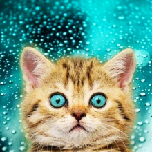 Котята 5634
