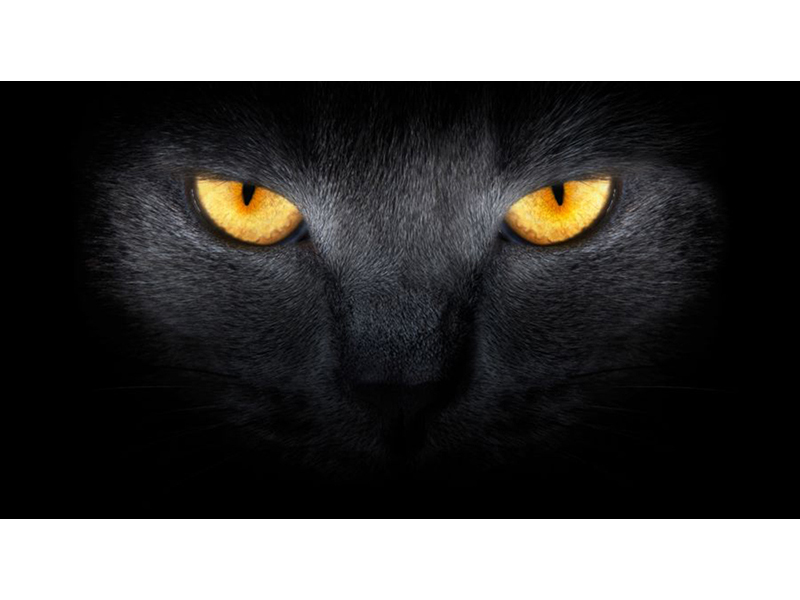 Котята 5633