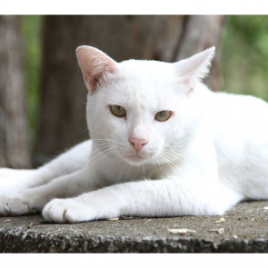 Котята 5606