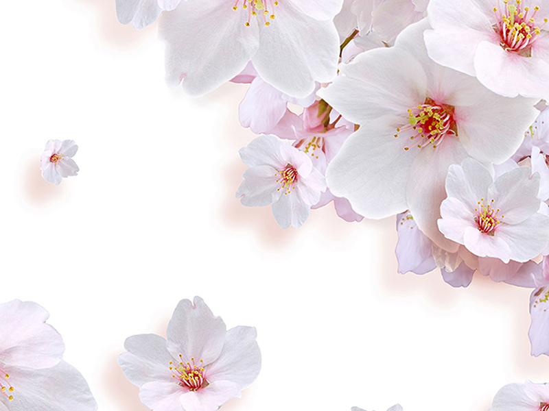 Цветы вишни на белом 2978
