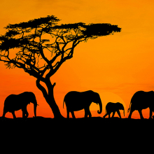 Африка на закате
