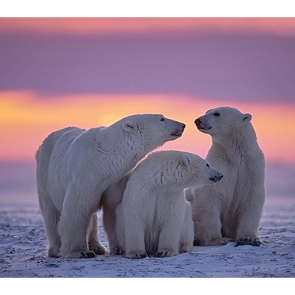 Фотообои Арктика на стену