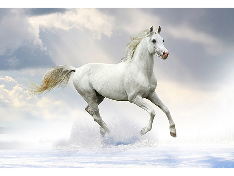 Белая лошадь 2414