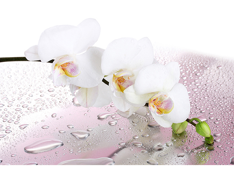 Белая орхидея 2916