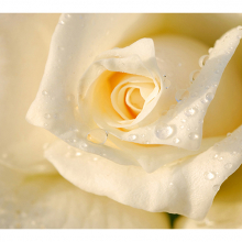 Белая роза 2