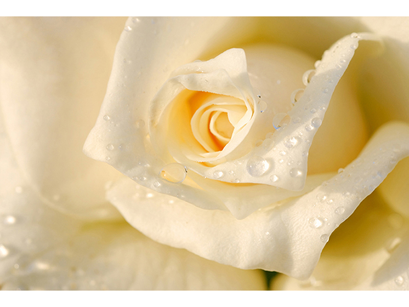 Белая роза 2 3095