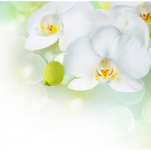 Белые орхидеи 3